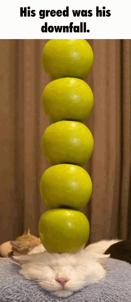 apple cat tower